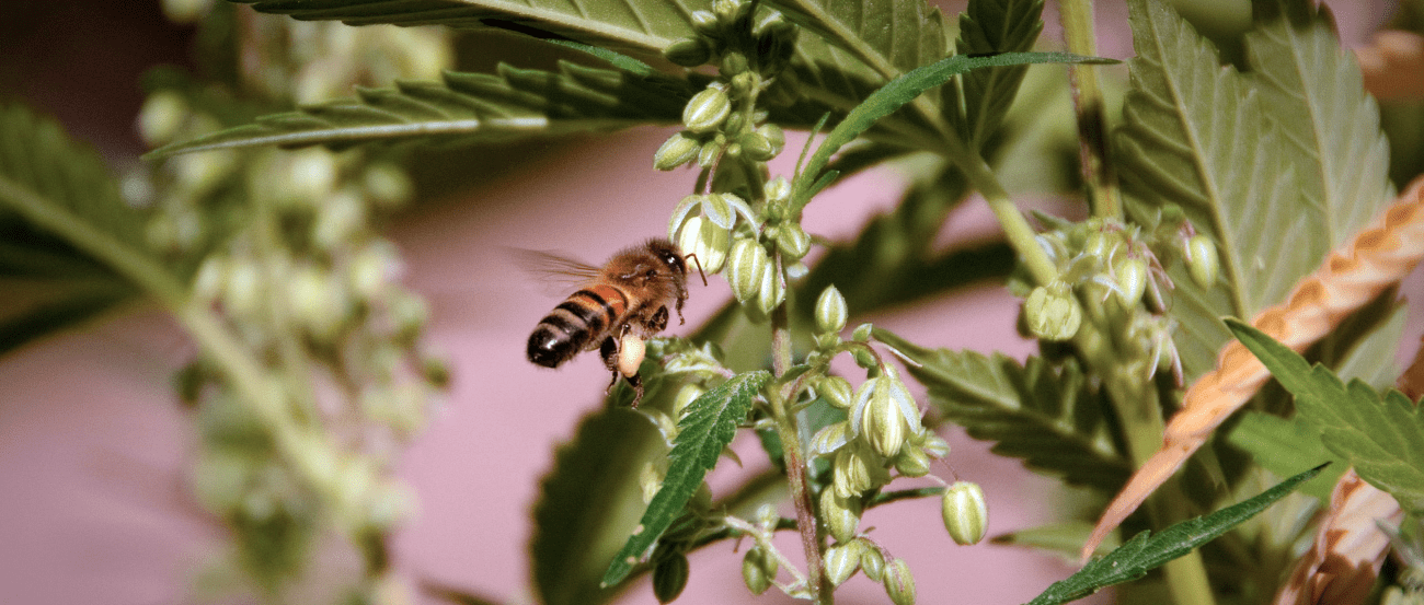 Bees Getting Hemp Pollen - Tall Hemp