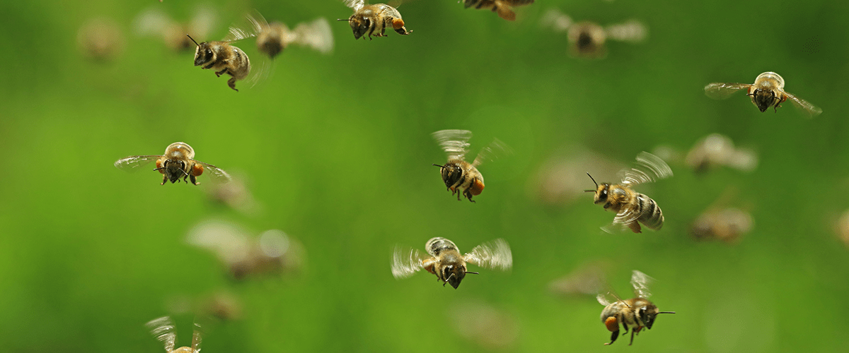 Bees Flying Around Hemp Plants