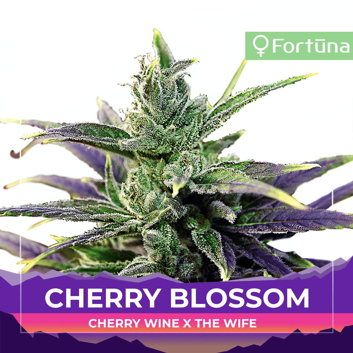 Cherry Wine x The Wife - Cherry Blossom Feminized Hemp Seeds