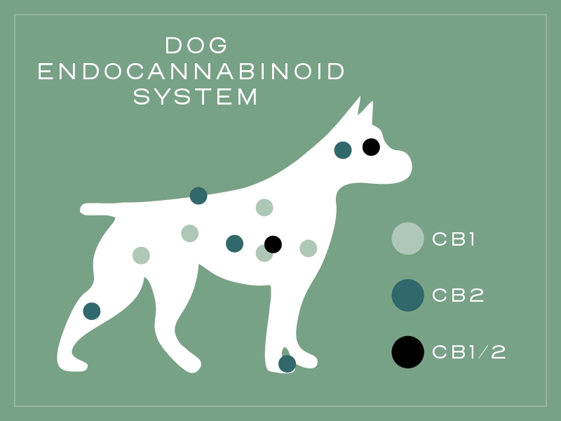 Dog endocannabinoid system