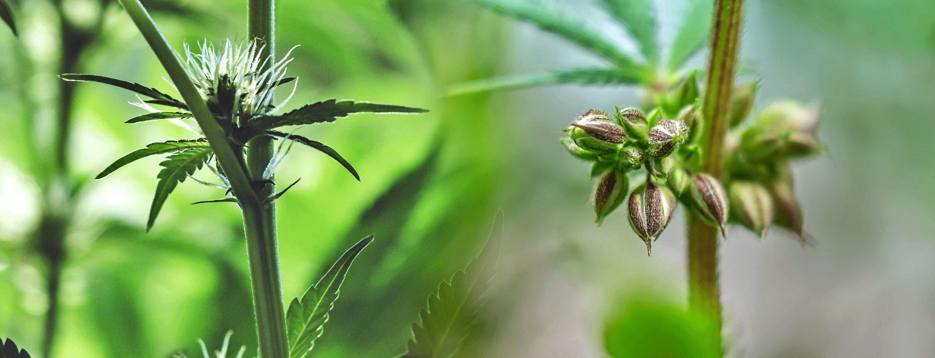 Hemp Breeding - Male & Female Hemp Plants
