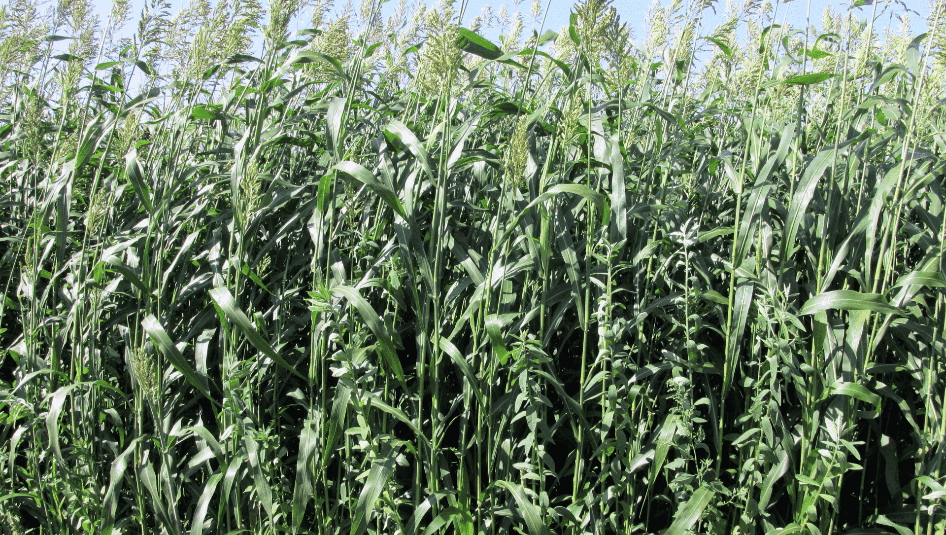 Hemp Farm Cover Crop Mix : Sunn Hemp & Corn