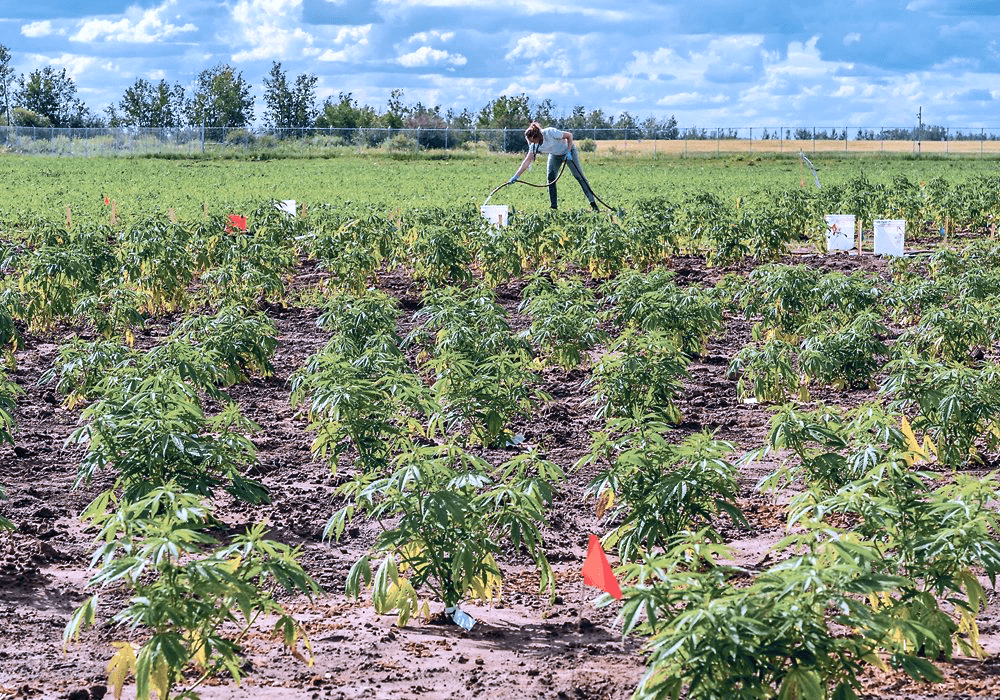 Hemp Plant Spacing - Spaced Hemp Crops