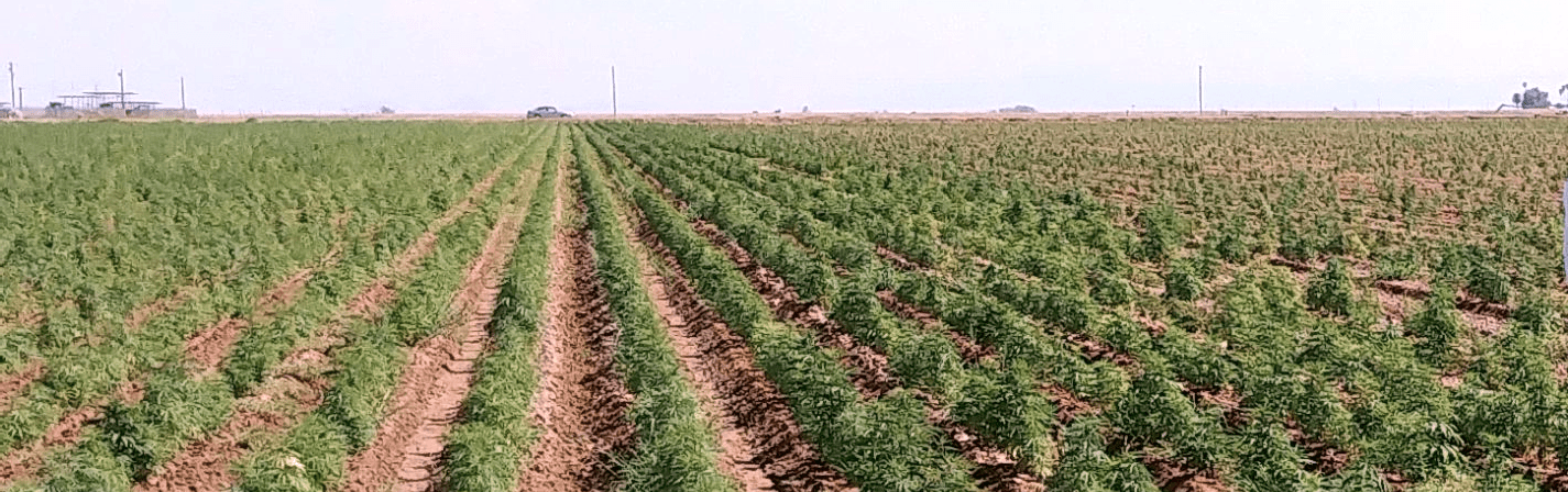 Hemp Seed Spacing - Spacing Hemp Seeds