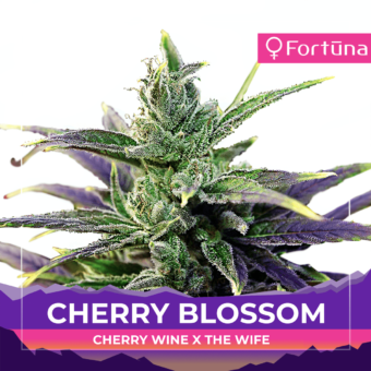 cherry blossom feminized hemp seeds