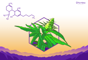 cannabis-plant-cbd_fortuna-c