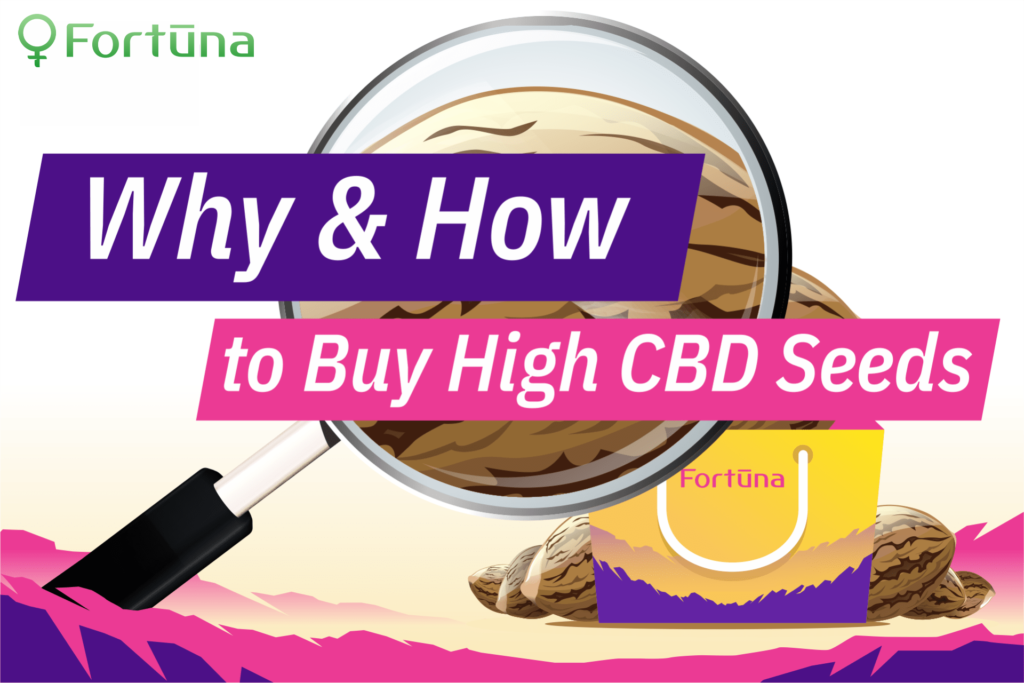 How To Buy High CBD Seeds