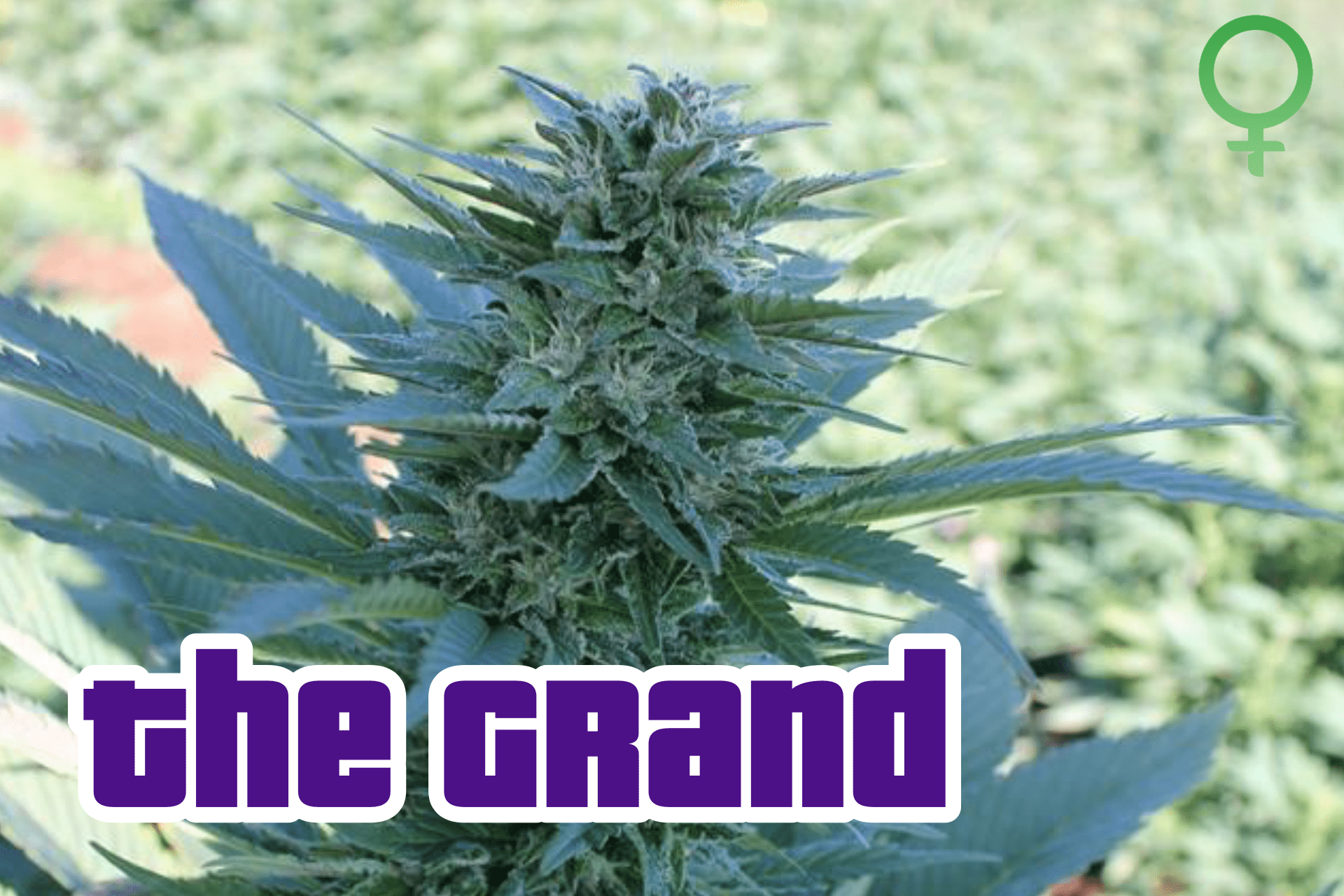 the-grand-hemp-strain-t2-seeds-fortuna-c-min