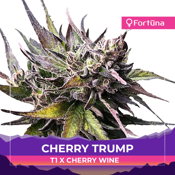 cherry-trump-feminized-hemp-seeds-cbd-fortuna