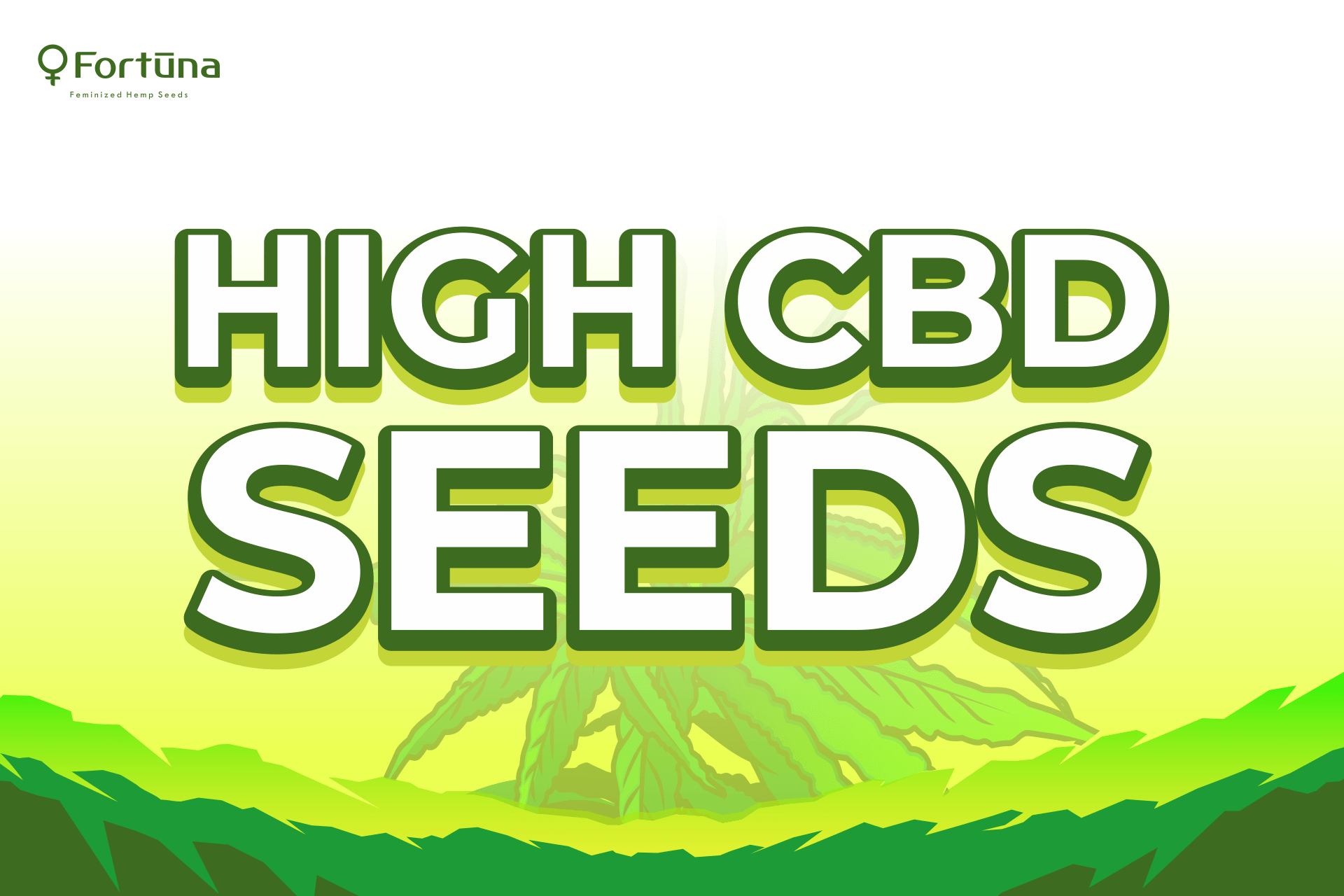 High CBD Hemp Seeds - Fortuna Hemp