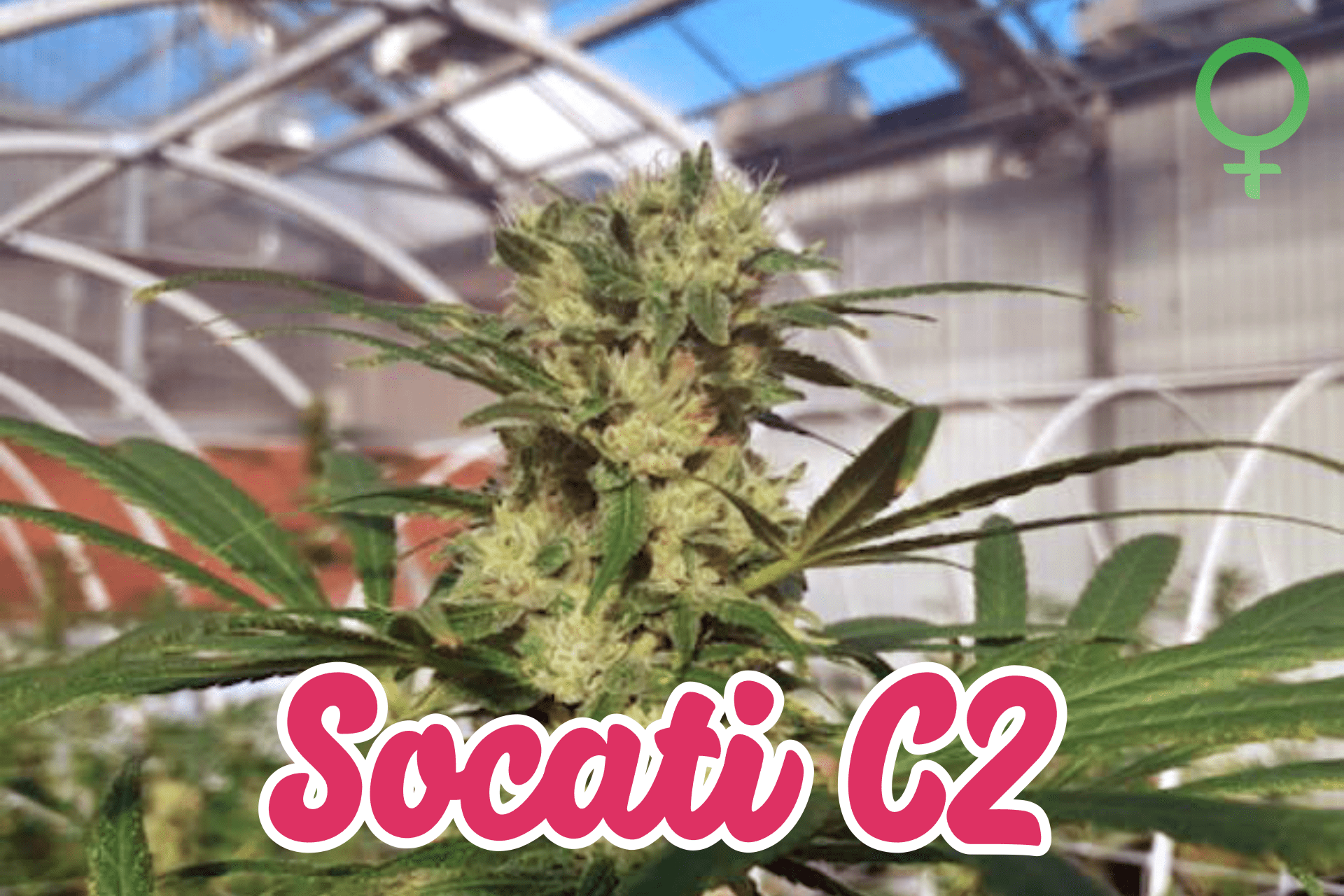 socati-c2-feminized-hemp-seeds-boring-hemp-co-fortuna-c-min