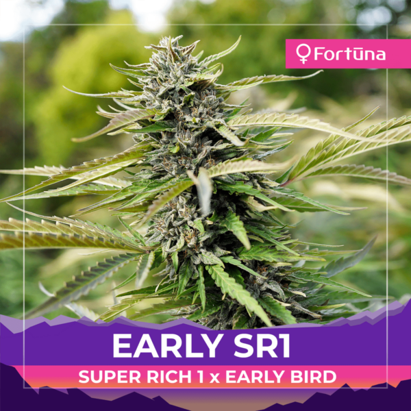 early-sr1-super-rich-1-early-bird-feminized-hemp-seeds-fortuna-c