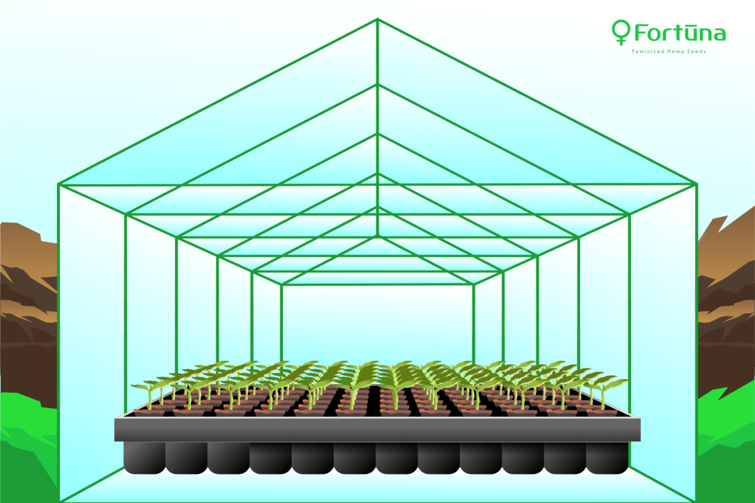 Hemp Greenhouse and Early Plant Growth Fortuna Hemp Seeds