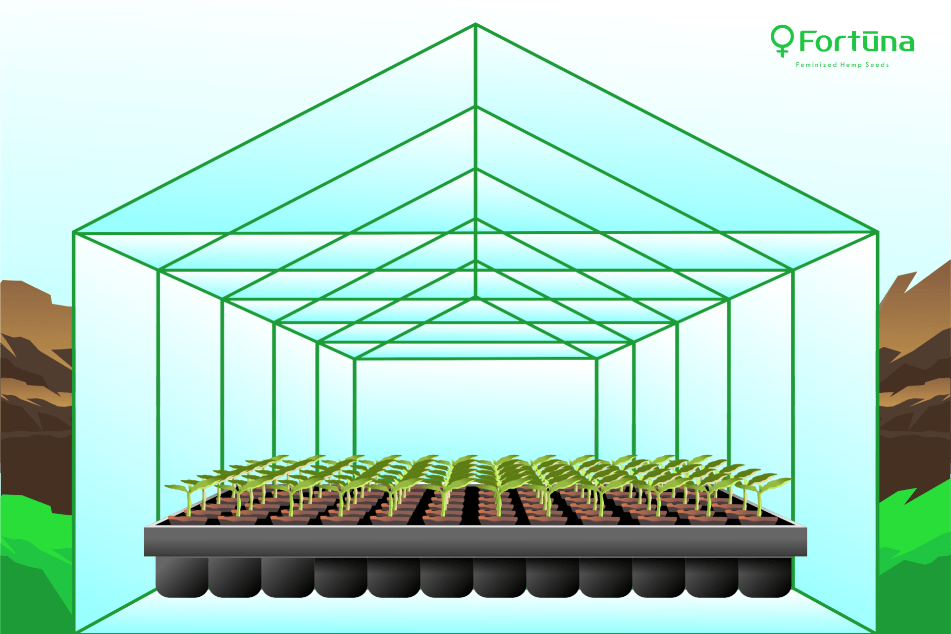 hemp-greenhouse-c