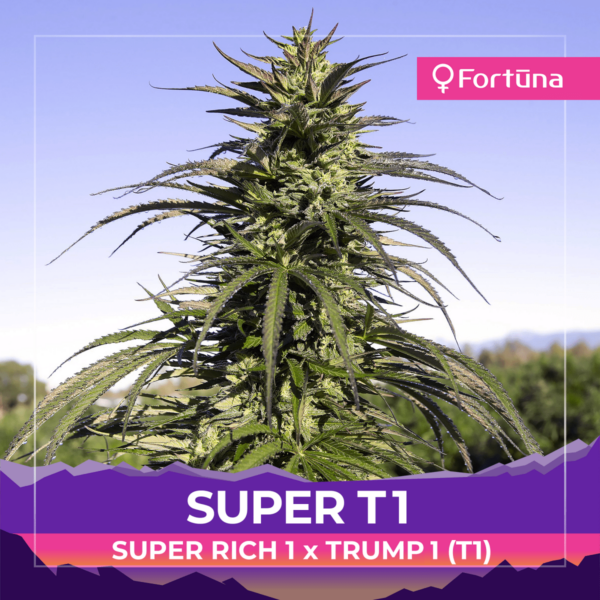 super-t1-super-rich-1-trump-t1-feminized-hemp-seeds-fortuna-1-c