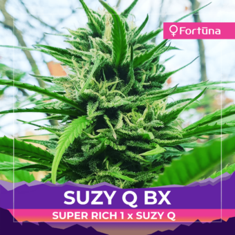 suzy-q-bx-super-rich-1-suzy-q-feminized-hemp-seeds-fortuna-c