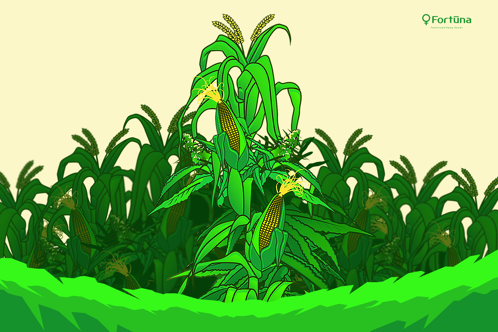hemp-cover-crops-fortuna-c