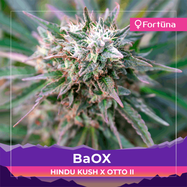 baox-feminized-hemp-seeds-otto-hindu-kush-c