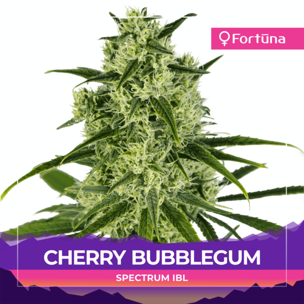 cherry-bubblegum-feminized-cbd-hemp-seeds-1-c