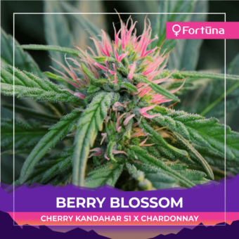 berry-blossom-feminized-cbd-hemp-seeds-1-c
