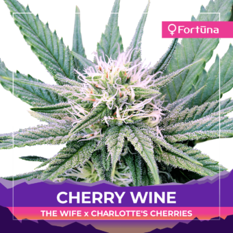 cherry-wine-feminized-cbd-hemp-seeds-fortuna-hemp-1-c
