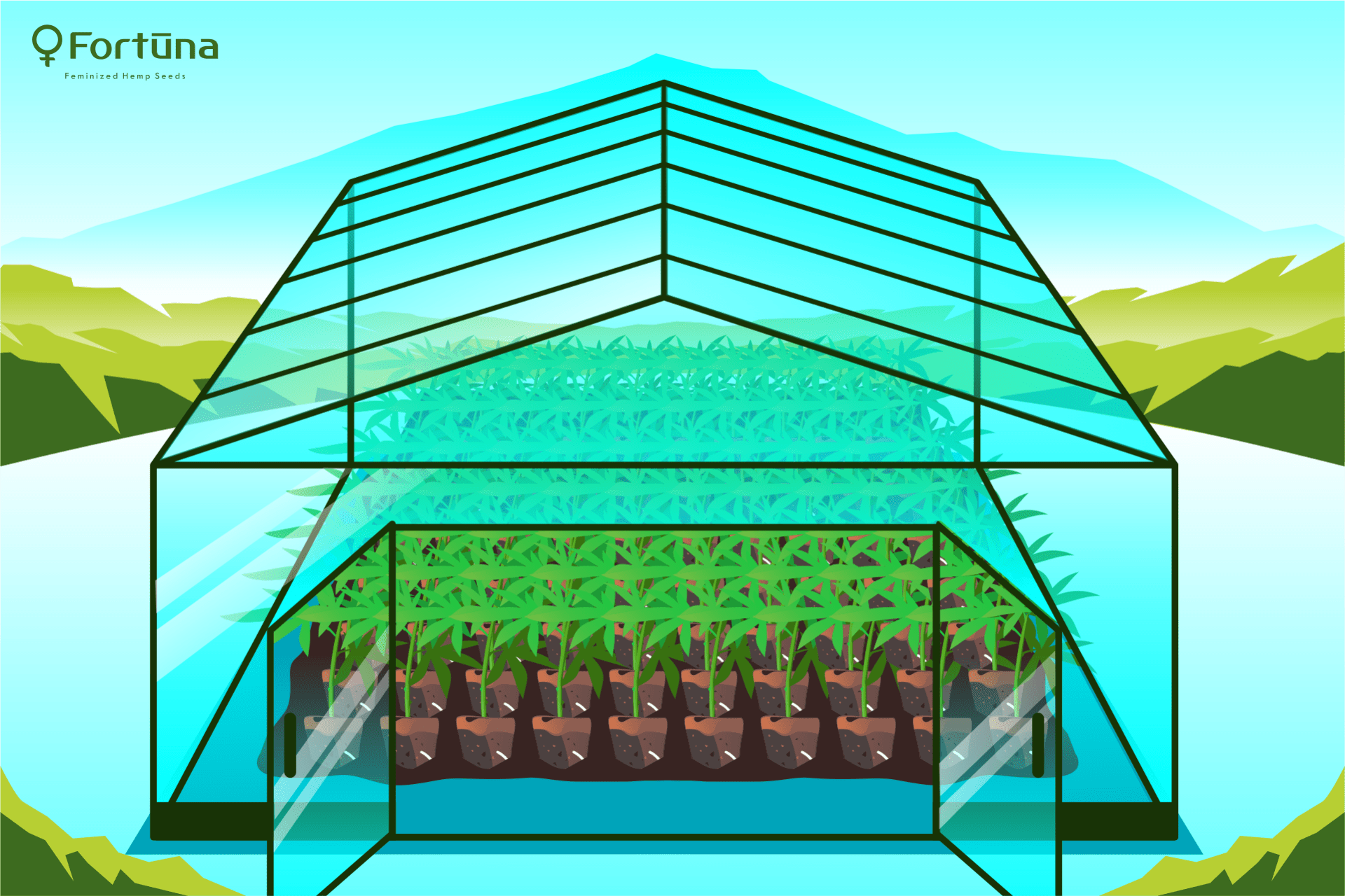 growing-hemp-in-a-greenhouse-c