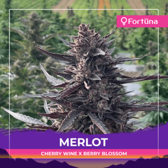 merlot-feminized-hemp-seeds-fortuna-3-c