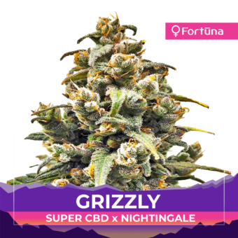 grizzly-feminized-hemp-seeds-fortuna-hemp