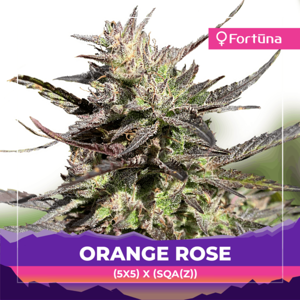 orange-rose-feminized-hemp-seeds-fortuna-c-1