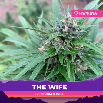 the-wife-feminized-hemp-seeds-4