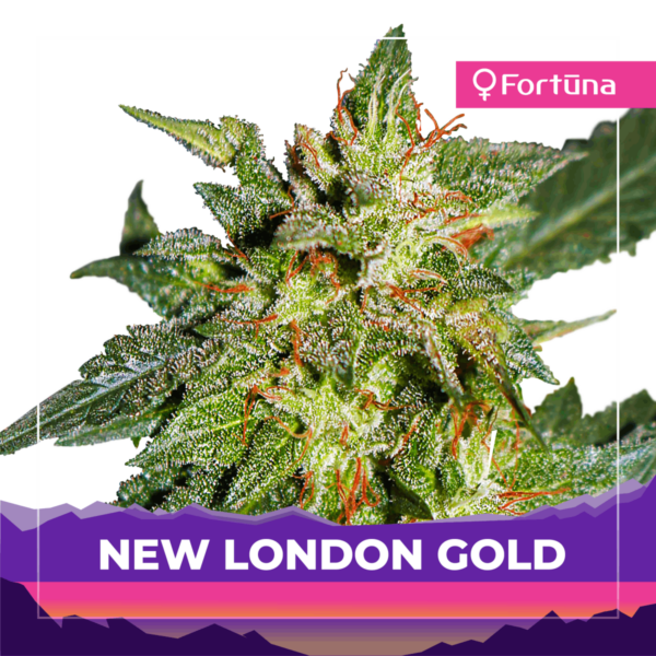 new-london-gold-feminized-hemp-seeds-fortuna-c