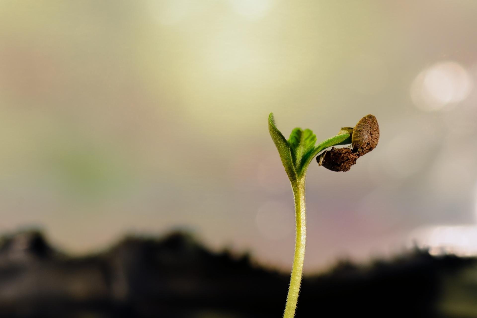 sprouting-hemp-seed