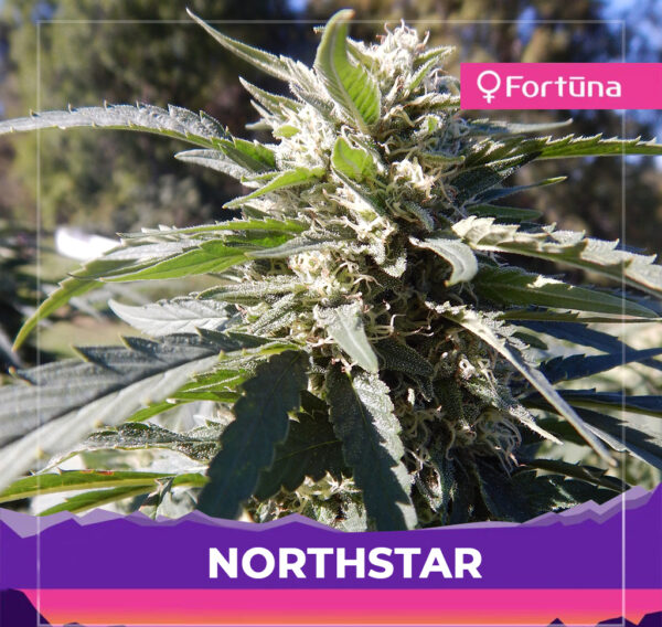 flowering-northstar-hemp-strain