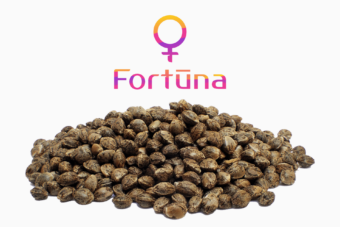 fortuna-hemp-seeds-feminized-seed-bank-usa-1-c
